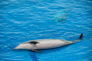 dolphins during a show in a dolphinarium