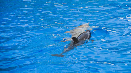 dolphins during a show in a dolphinarium