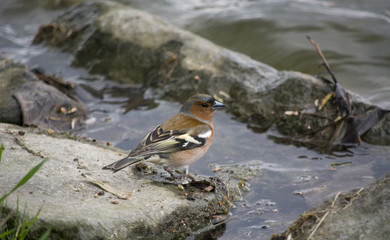Ptak na kamieniu nad wodą 