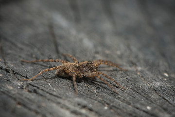 Listspinne auf Baumstumpf