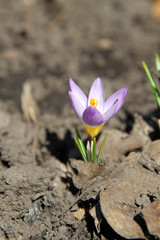 Obraz premium crocus in the garden