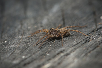 Listspinne auf Baumstumpf