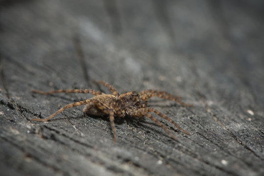 Listspinne auf Baumstumpf