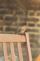 Robin perched on garden chair