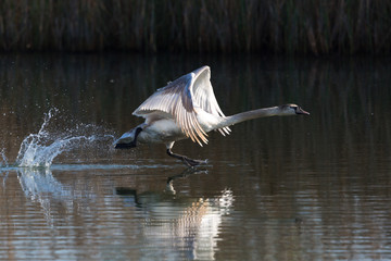 one mirrored mute swan (cygnus olor) takeoff, water surface, spread wings, reed
