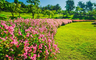 Garden flowers that grow in the park's layout is well designed, With a backdrop of green trees.