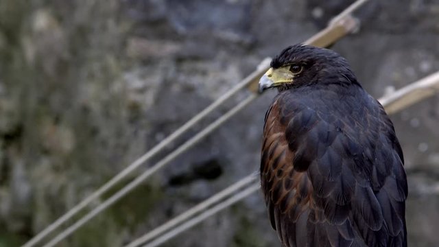 Aquila