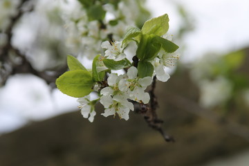 Pear blossom closeup