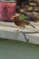 Robin with caterpillar