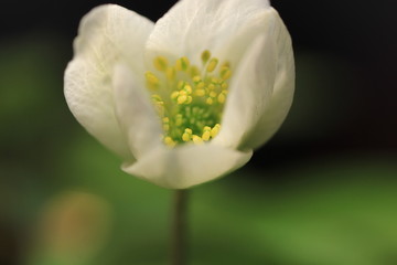 Large bush of the first spring flowers of snowdrops in the forest, close-up