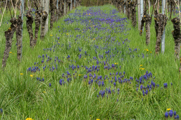 Weinberg mit Weinberg-Traubenhyazinthen
