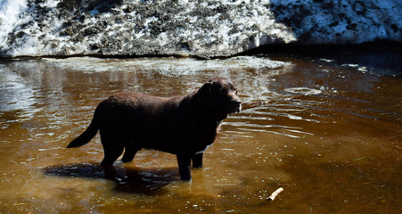 Chocolate Lab