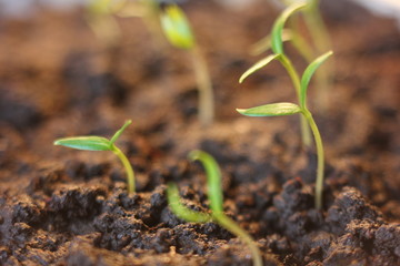 plant growing isolated on white timelapse