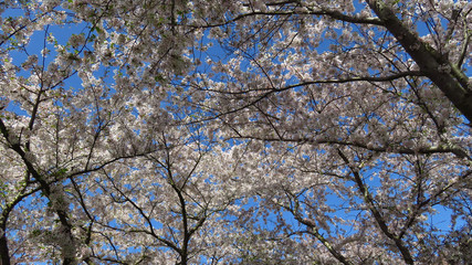 Pink and White Spring-Blooming Trees