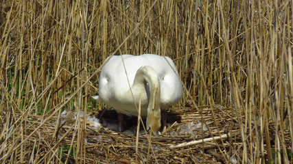 Swan Arranging Eggs in Nest During Spring
