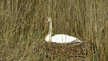 Swan Breeding on Nest during Spring