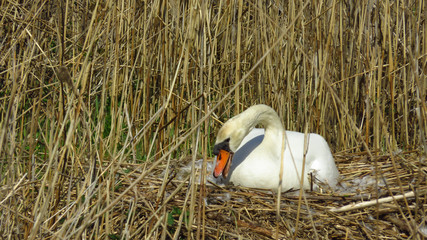 Swan Building Nest during Spring