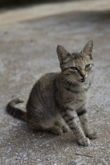 Striped cat on the street