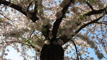 White and Pink Blossom on Blooming Tree