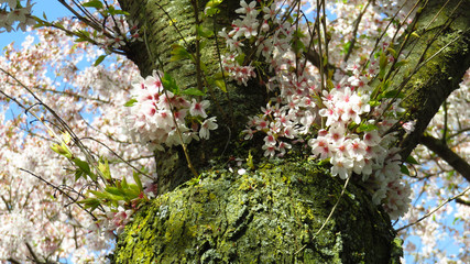 White and Pink Blossom on Spring-Blooming Tree
