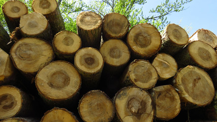 Wood Logs In Large Woodpile Against Blue Sky