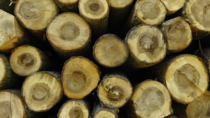 Wood Logs In Large Woodpile for Background