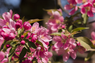 Fototapeta na wymiar Rosa blühende Kirschblüten, schöne Kirschblüten, viele pinke Blüten, blutenfest Japan, Asien