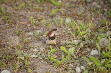 bird