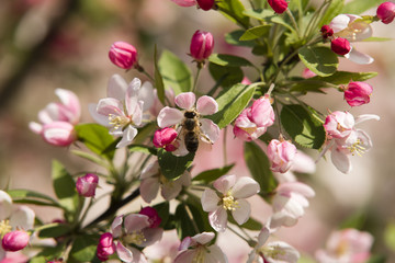 Rosa Kirschblüte mit Biene, pinke Kischblüten mit einer Biene, Eine Biene mit Blüte, Pinke Blüten mit Biene