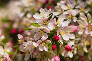 Viele schöne Kirschblüten, Viele Apfelblüten, rosa zarte Blüten am Baum