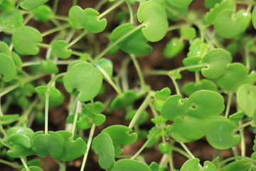 green plant sprout growing germinating from seed springtime summer wonderful nature isolated on white