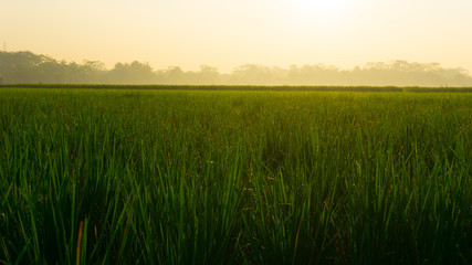 Obraz na płótnie Canvas a green yellow rice field on pekalongan indonesia