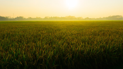 a green yellow rice field on pekalongan indonesia