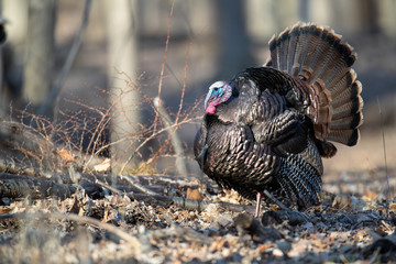 A strutting male wild turkey.