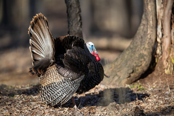 Strutting tom turkey, side view.