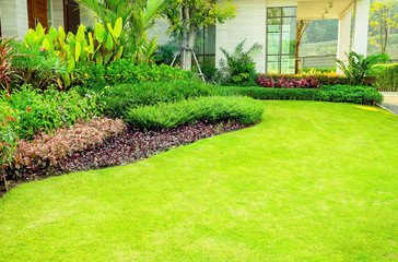 Green grass, The front lawn for background, Garden landscape design, Design background