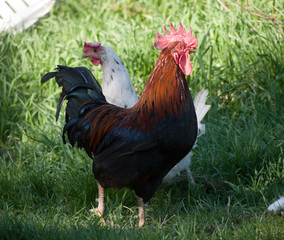 Rooster