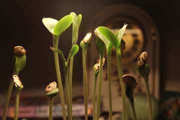 green plant sprout growing germinating from seed springtime summer wonderful nature isolated on...