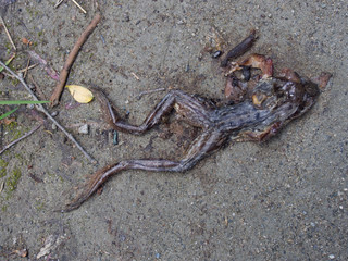 Dead frog