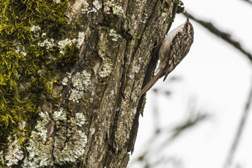 Gartenbaumläufer (Certhia brachydactyla)