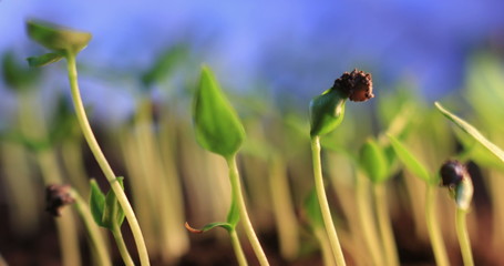 green plant sprout growing germinating from seed springtime summer wonderful nature isolated on white