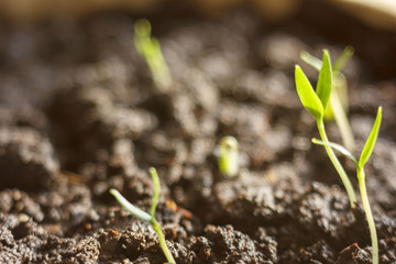 green plant sprout growing germinating from seed springtime summer wonderful nature isolated on white