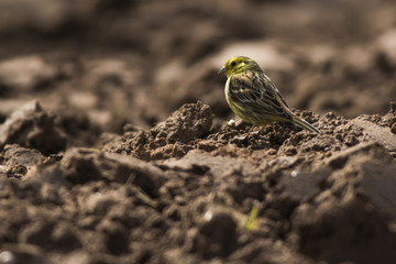 Goldammer (Emberiza citrinella)