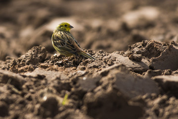 Goldammer (Emberiza citrinella)