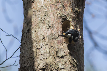 Buntspecht (Dendrocopus major)