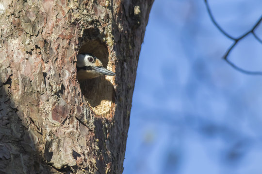 Buntspecht (Dendrocopus major)