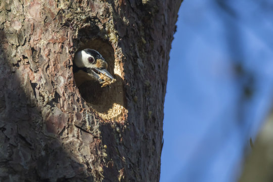 Buntspecht (Dendrocopus major)