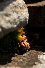 Sempervivum tectorum) Family Crassulaceae Narcas is one of the oldest first aid herbs. The effects of non-aspirin can almost be compared with the effects of Aloe vera
