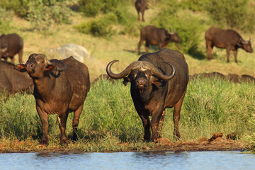 Fototapeta na wymiar The African buffalo or Cape buffalo (Syncerus caffer) herd of buffalo on the shore of waterholes.