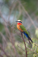 The white-fronted bee-eater (Merops bullockoides) sitting on the branch.